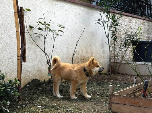 Safkan Japon Akita