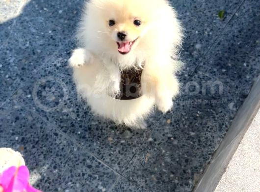 Pomeranian Boo Yavrularımız görsel