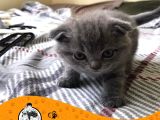 Blue Scottish Fold Yavrularımız