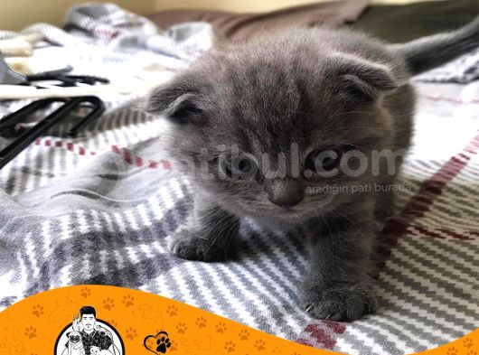 Blue Scottish Fold Yavrularımız görsel