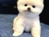 Efsane Teddy Bear