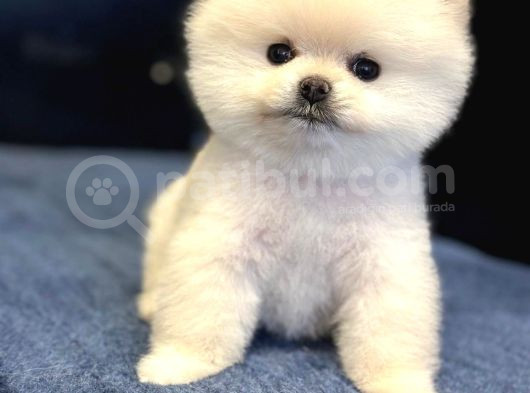 Efsane Teddy Bear görsel