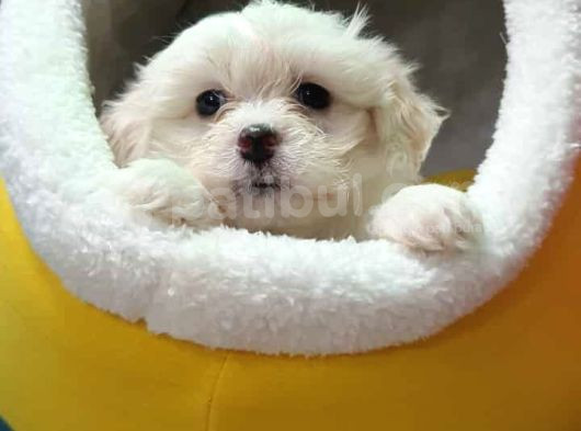 0 Numara Maltese Terrier Yavrularımız görsel