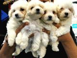 0 numara Maltese Terrier Yavrularımız
