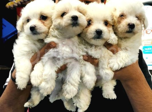 0 Numara Maltese Terrier Yavrularımız