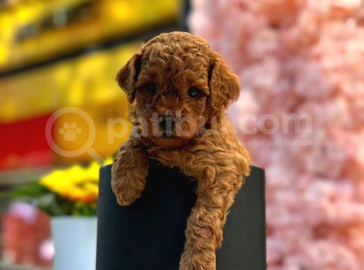 Teacup 2 Kg Garanti̇si̇ Altinda Kirmizi Red Tooy Poodle  görsel