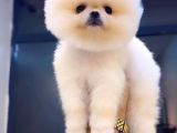 Pomeranian Ayı Surat Pom Bebeklerimiz