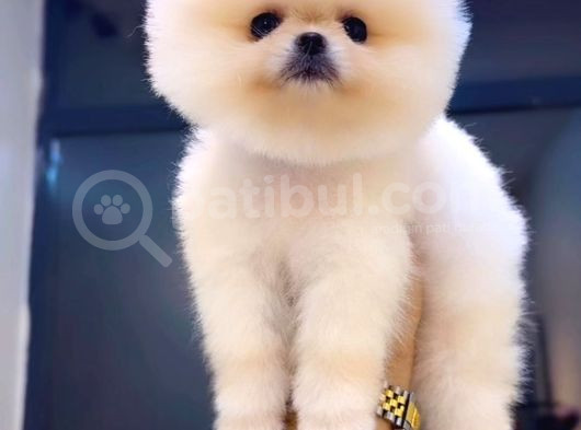 Pomeranian Ayı Surat Pom Bebeklerimiz