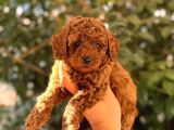 TEACUP 2 KG GARANTİSİ ALTINDA KIRMIZI RED TOOY POODLE 