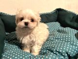 Morkie Pofuduk Yavrularımız