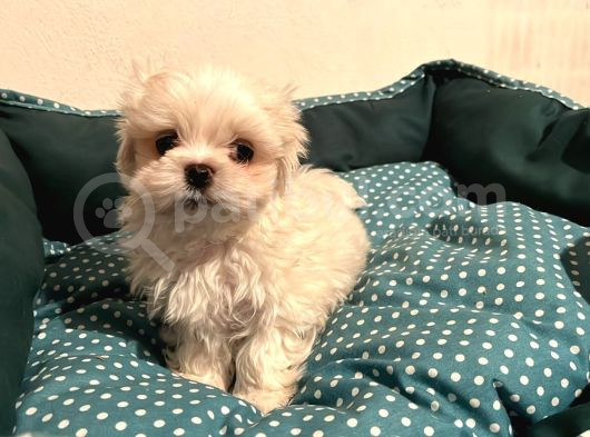 Morkie Pofuduk Yavrularımız
