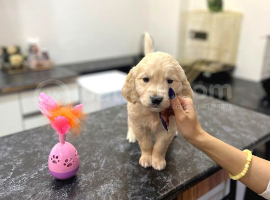 Baby Face Golden Retriever Yavrularımız görsel