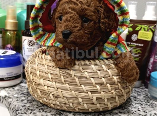 Redbrown Mini Kurabiyeler