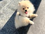 Pomeranian Boo Yavrularımız