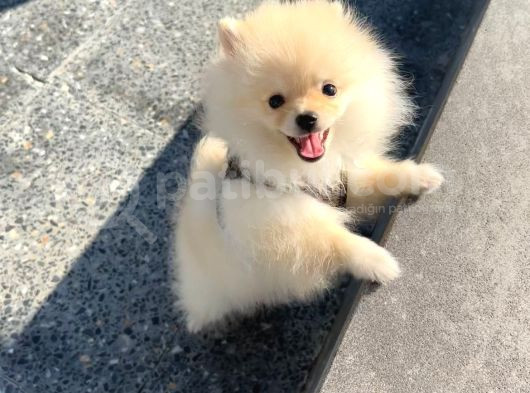 Pomeranian Boo Yavrularımız