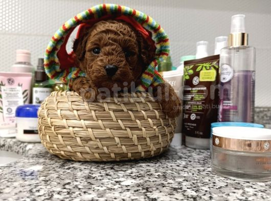 Redbrown Mini Kurabiyeler görsel