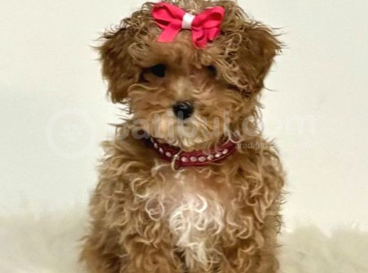 Kahve Tonlu Mini Boy Puppy Sevimli Yavrular Malti̇po Ci̇nsi̇ 