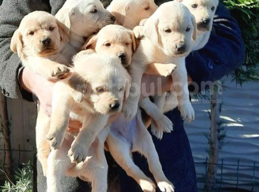Labrador Yavrularımız A Kalite