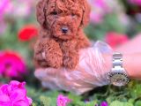 Red Toy Poodle Sevimli Yavrularımız