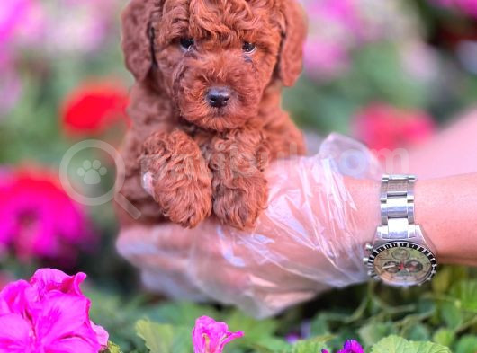 Red Toy Poodle Sevimli Yavrularımız