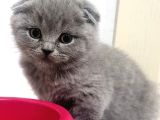 blue Scottish Fold Yavrularımız