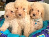 White Toy Poodle A Class