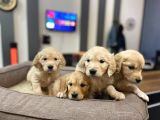 Baby Face Golden Retriever Yavrularımız