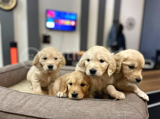 Baby Face Golden Retriever Yavrularımız görsel