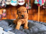 En Akıllı Apartman Köpeği A Scrli̇ Toy Poodle
