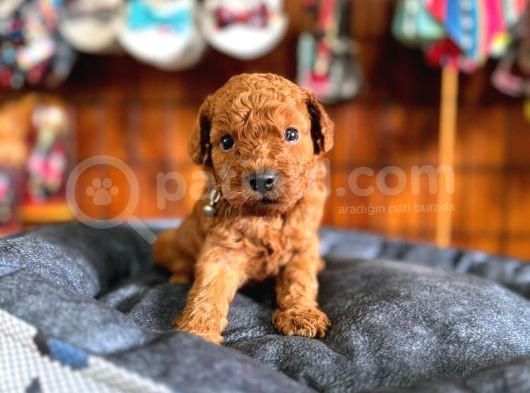 En Akıllı Apartman Köpeği A Scrli̇ Toy Poodle görsel