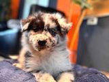 DUNYANİN EN ZEKİ IRKI BORDER COLLIE