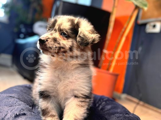 Dunyani̇n En Zeki̇ Irki Border Collie görsel