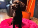 Safkan Labrador Retriever Yavrularımız