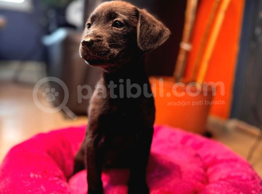 Safkan Labrador Retriever Yavrularımız görsel