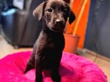 Safkan labrador retriever yavrularımız