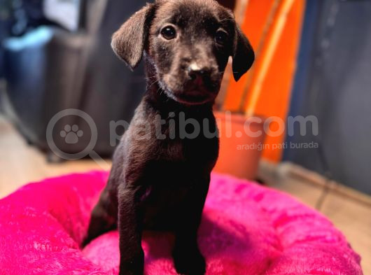Safkan Labrador Retriever Yavrularımız