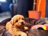 Teacup maltipoo yavrular