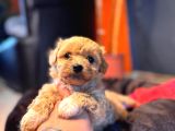 Teacup Maltipoo Yavrular