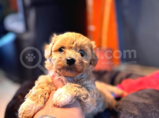 Teacup Maltipoo Yavrular görsel