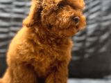Irk Garantili Show Kalite Toy Poodle Yavrularımız