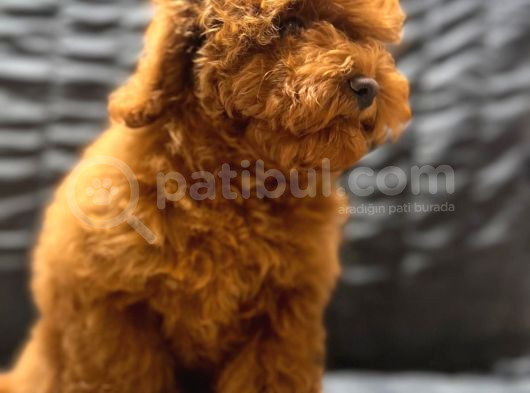 Irk Garantili Show Kalite Toy Poodle Yavrularımız görsel