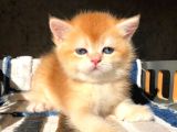 Lisanslı Üreticiden British Shorthair Golden Bebekler