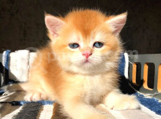 Lisanslı Üreticiden British Shorthair Golden Bebekler