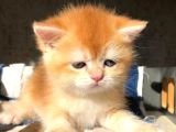 Lisanslı Üreticiden British Shorthair Golden Bebekler