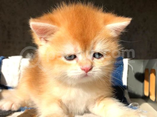 Lisanslı Üreticiden British Shorthair Golden Bebekler görsel