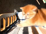 Lisanslı Üreticiden British Shorthair Golden Bebekler