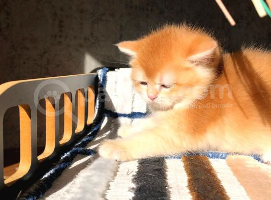 Lisanslı Üreticiden British Shorthair Golden Bebekler görsel