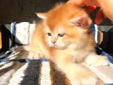 Lisanslı Üreticiden British Shorthair Golden Bebekler