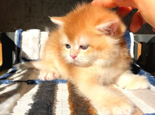 Lisanslı Üreticiden British Shorthair Golden Bebekler görsel