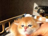 Lisanslı Üreticiden British Shorthair Golden Bebekler
